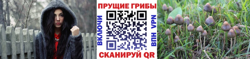 Псилоцибиновые грибы мицелий Арск